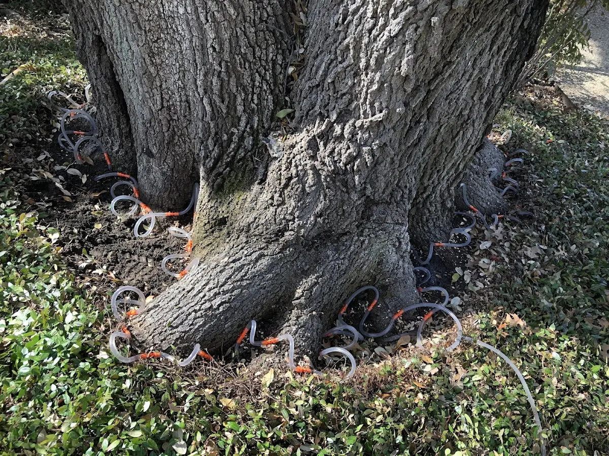 Detailed Tree Cabling and Bracing job site in Aitkin