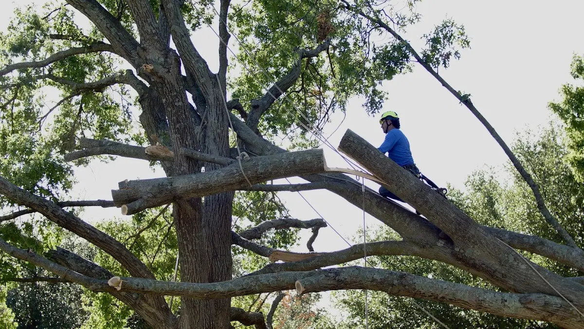 Professional Crown Thinning performed by certified arborists in Aitkin